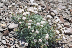 Chaenactis douglasii alpina