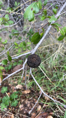 Amphibolips quercuspomiformis