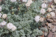 Chaenactis douglasii alpina