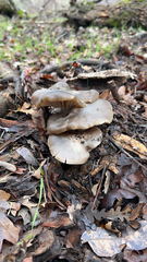 Entoloma ferruginans