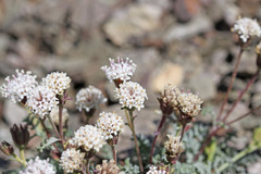 Chaenactis douglasii alpina