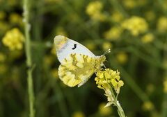 Zegris eupheme