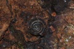 Helicodonta obvoluta