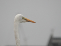 Ardea alba