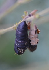 Lymantria dispar