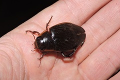 Dytiscus dimidiatus