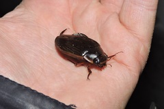 Dytiscus dimidiatus