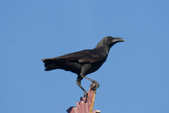 Corvus enca