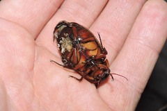 Dytiscus dimidiatus