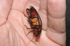 Dytiscus dimidiatus