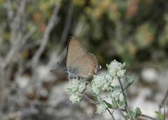 Satyrium esculi