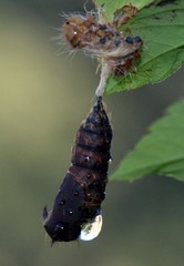 Lymantria dispar
