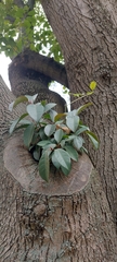Ficus americana