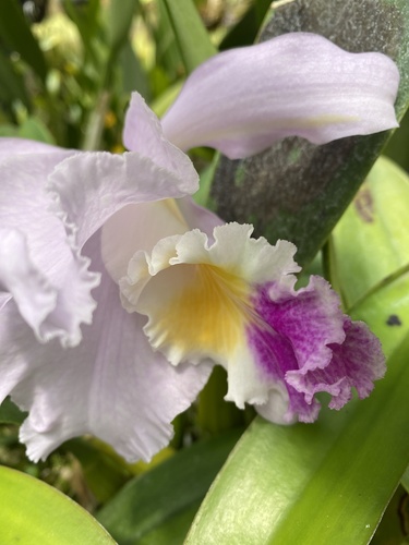 Foto de Cattleya mendelii