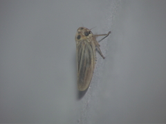 Austroagallia bifurcata