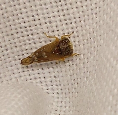 Metidiocerus rutilans