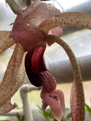 Stanhopea platyceras