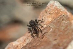 Philaeus chrysops