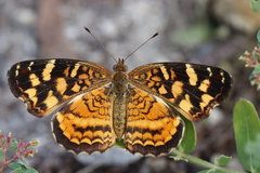 Anthanassa frisia
