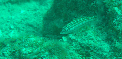 Serranus tigrinus