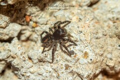 Philaeus chrysops