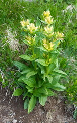 Gentiana punctata