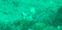 Serranus tigrinus