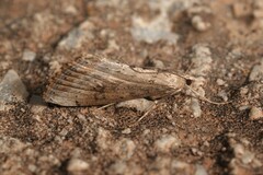 Evergestis isatidalis