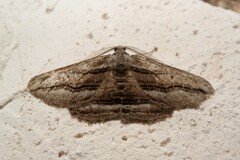 Menophra thuriferaria