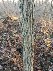 Ulmus rubra