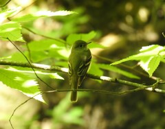 Empidonax virescens