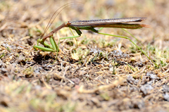 Coptopteryx gayi