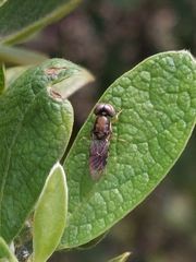 Cephalochrysa calopa