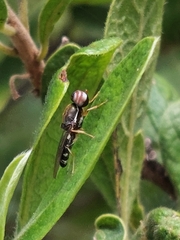 Cephalochrysa calopa