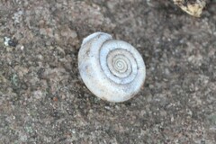 Helicodonta obvoluta