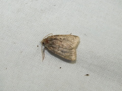 Xestia collina