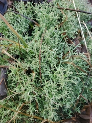 Cladonia furcata