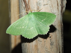 Geometra papilionaria