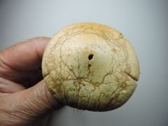 Agrocybe molesta