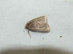 Xestia collina