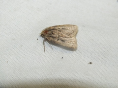 Xestia collina