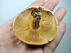 Agrocybe molesta