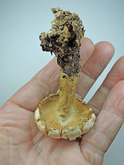 Agrocybe molesta