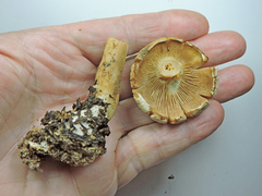 Agrocybe molesta