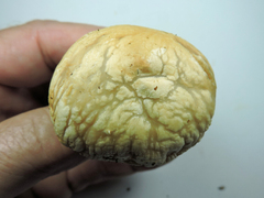Agrocybe molesta