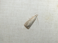 Calamotropha paludella