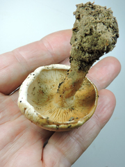 Agrocybe molesta