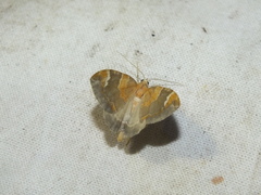 Eulithis pyropata