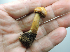 Agrocybe molesta
