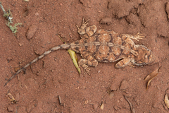 Agama aculeata distanti